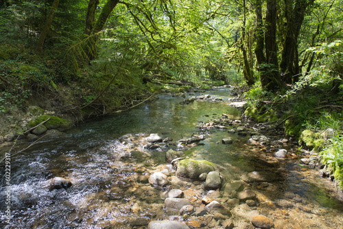 sous-bois avec rivière au printemps. La rivière l'Arvière dans l'Ain coule tranquillement dans la forêt