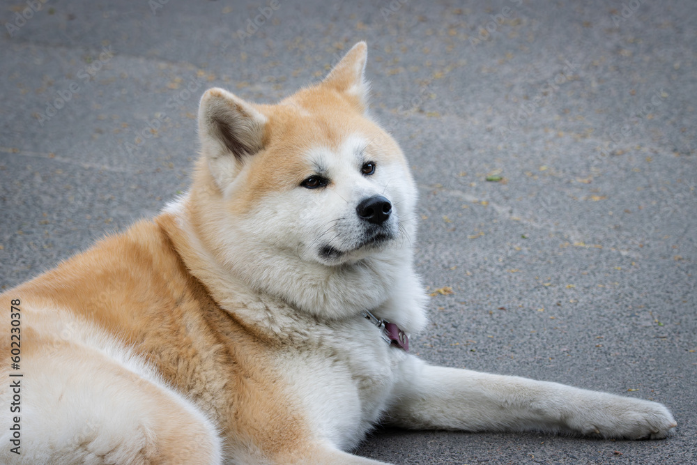 Akita female dog is lying on the grey asphalt. Close-up portrait with a ...