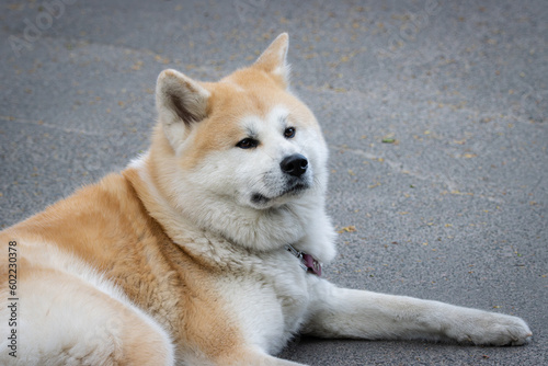 Akita female dog is lying on the grey asphalt. Close-up portrait with a grey background and copyspace. A white and ginger fur female dog Japanese Akita is lying on the road.