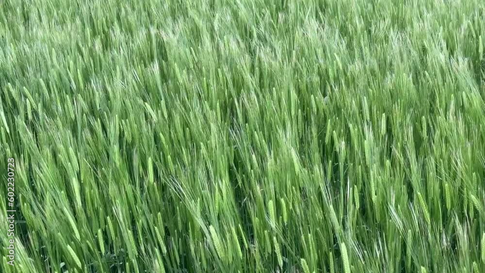 Green Barley(Cheongbori) field in the spring at Jeju, South Korea Green Barley(Cheongbori) field in the spring at Jeju, South Korea