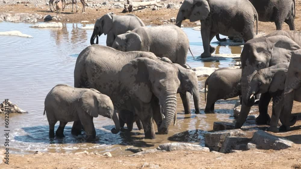 Video „African elephants on the pond drink water. Herd of elephants