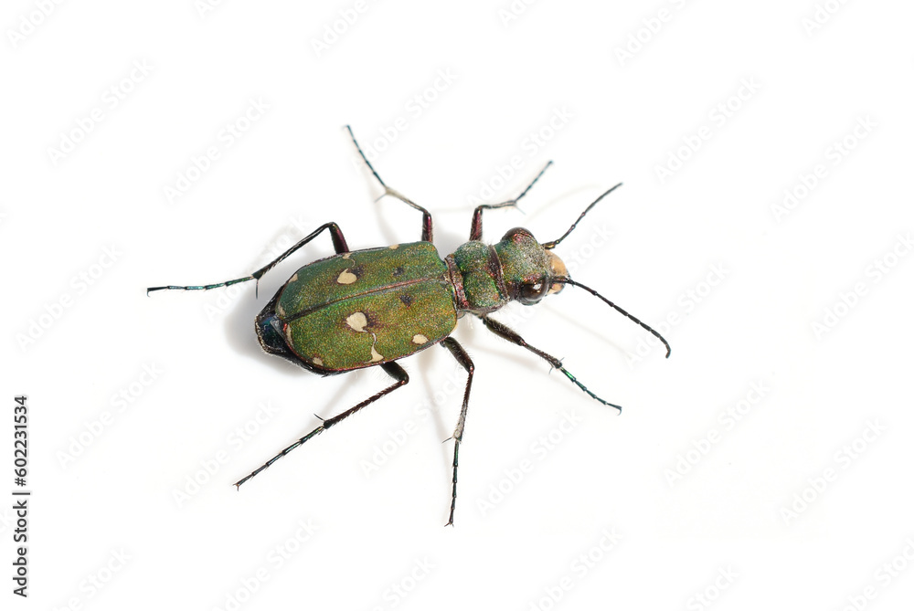 Naklejka premium Green tiger beetle Cicindela campestris isolated on white background