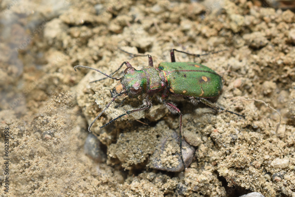 Green tiger beetle Cicindela campestris on sand natural environment Green tiger beetle Cicindela campestris on sand natural environment