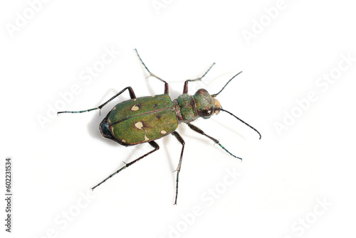 Green tiger beetle Cicindela campestris isolated on white background photo