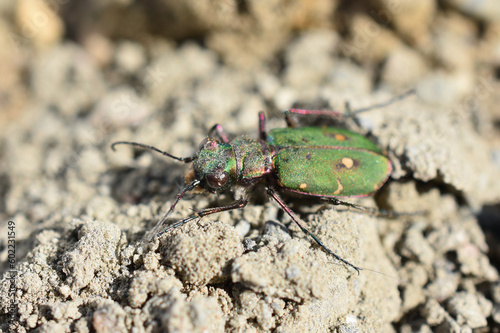 Green tiger beetle Cicindela campestris on sand natural environment photo