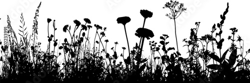 Fotografia, Obraz Grass with herbs and wild flowers