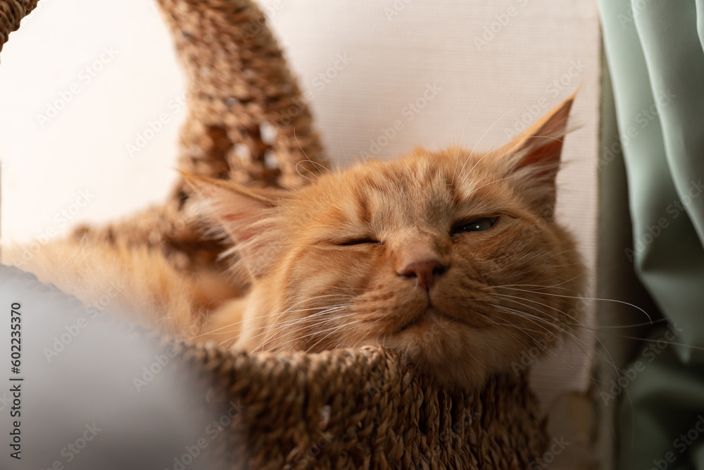眠そうな猫　茶トラ猫