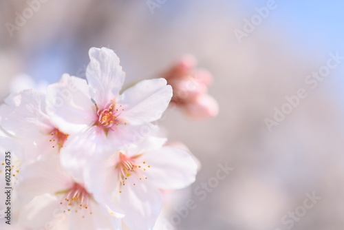 Fototapeta Naklejka Na Ścianę i Meble -  日本　自然風景　桜