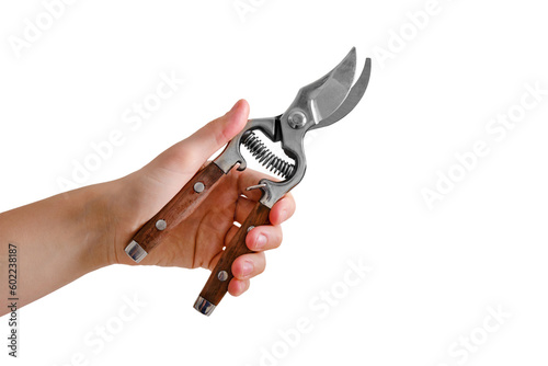 A woman cuts off a leaf with a pruner from a wilted houseplant, isolated on white background