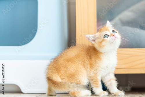 a yellow cute cat playing