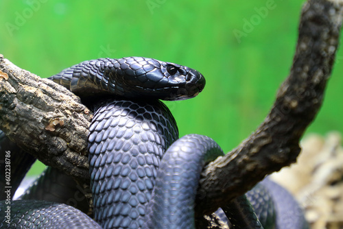 Schwarze Speikobra / Black spitting cobra / Naja nigricincta woodi