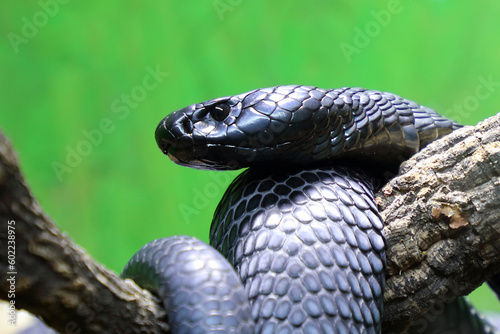 Schwarze Speikobra / Black spitting cobra / Naja nigricincta woodi