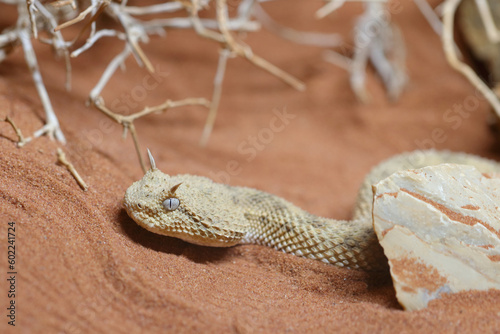 Wüsten-Hornviper / Saharan horned viper / Cerastes cerastes photo