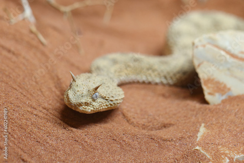Wüsten-Hornviper / Saharan horned viper / Cerastes cerastes