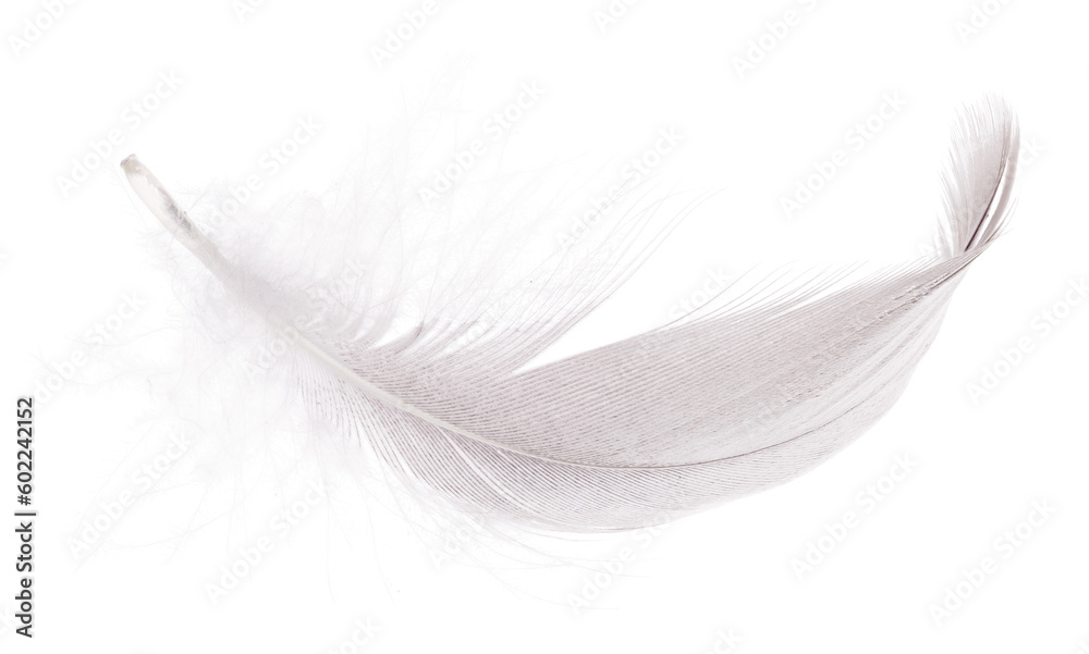 detailed goose light grey isolated one feather