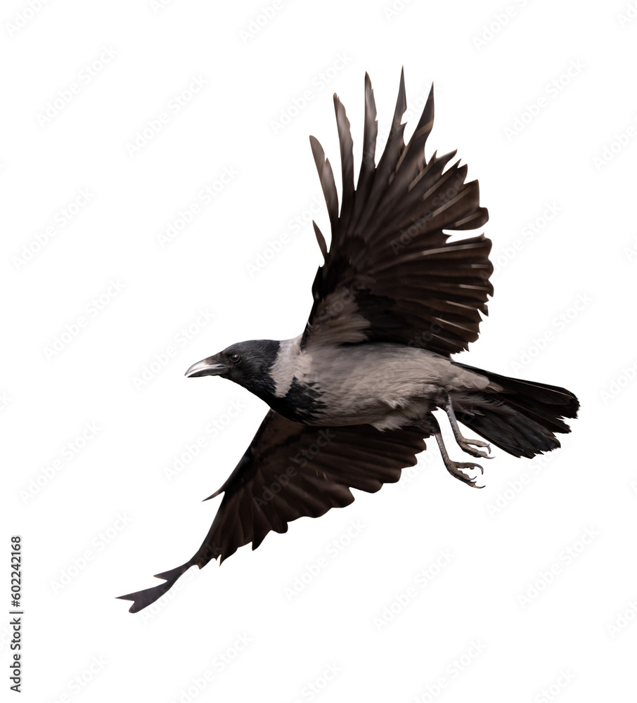 Fototapeta premium isolated grey and black crow with large wings in flight