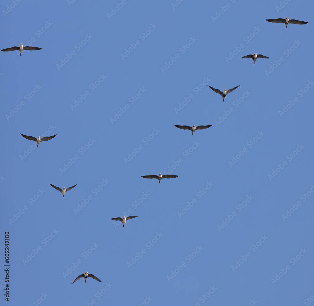 flock of gooses on blue sky