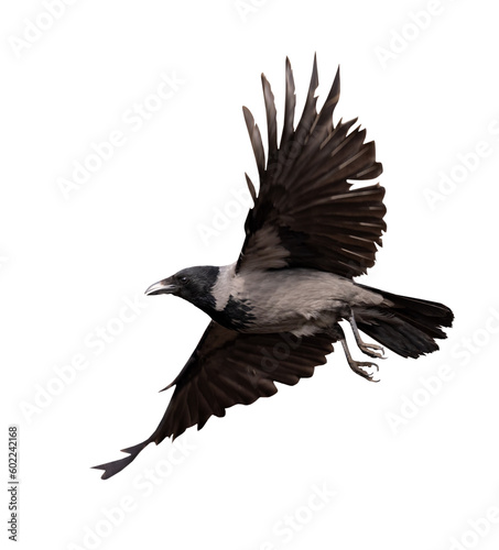 isolated grey and black crow with large wings in flight