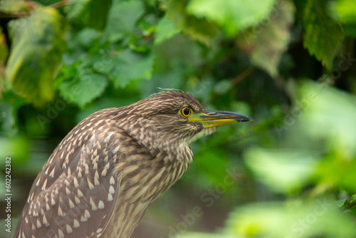 A young black-crowned night heron juvenile Nycticorax nycticorax hiding in a bush. photo