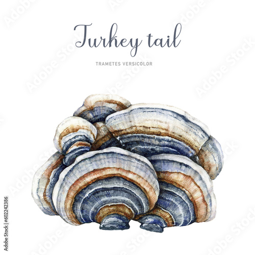 Turkey tail mushroom watercolor illustration. Trametes versicolor hand painted fungus. Medicinal mushroom detailed image. Turkey tail fungus isolated on white background photo