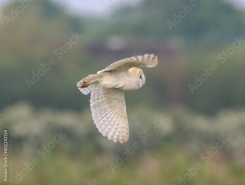 A stunning animal portrait of a Barn Owl in flight over the countryside. This Owl was out shortly after sunrise hunting for food.