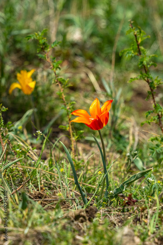 wild tulips in the mountains. beautiful tulips. orange tulips