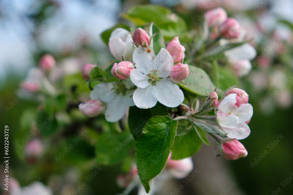 Obraz premium Close-up of a lush branch of a blooming apple tree with delicate white and pink flowers against a blurred background of a green spring garden. Selective focus. Awakening of nature