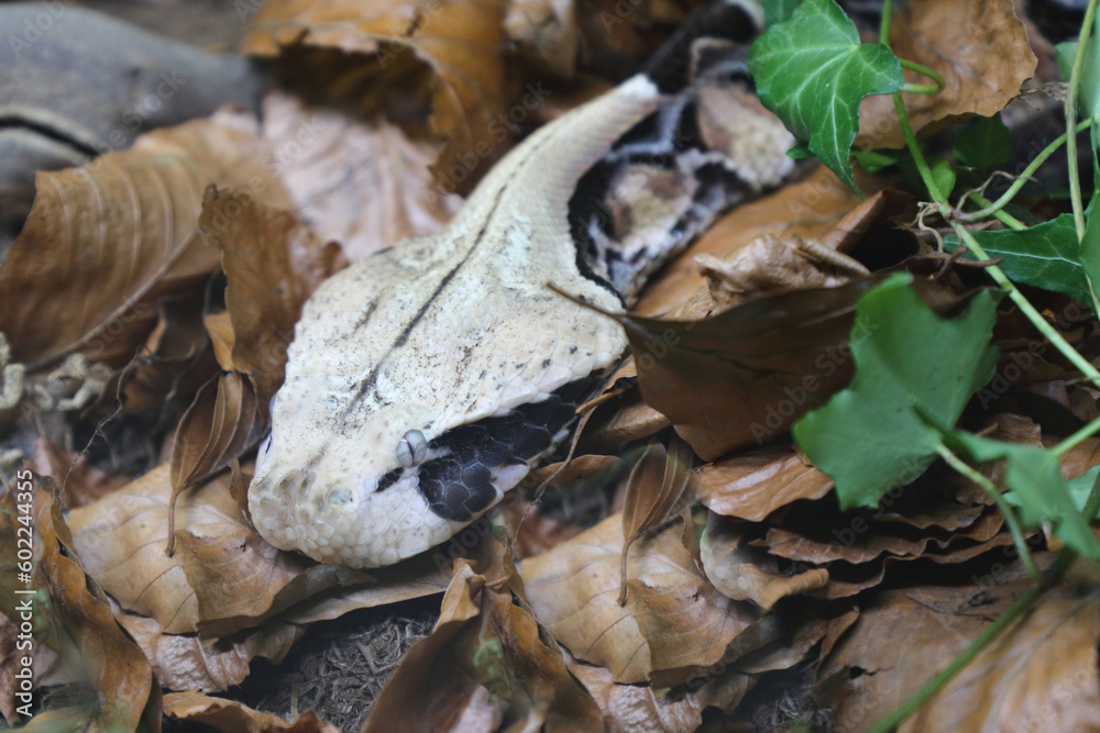 Östliche Gabunviper / Gaboon viper / Bitis gabonica Östliche Gabunviper / Gaboon viper / Bitis gabonica