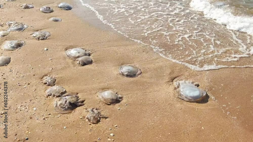 Dead jellyfish on a sea sandy beach or shore Dead jellyfish on a sea sandy beach or shore