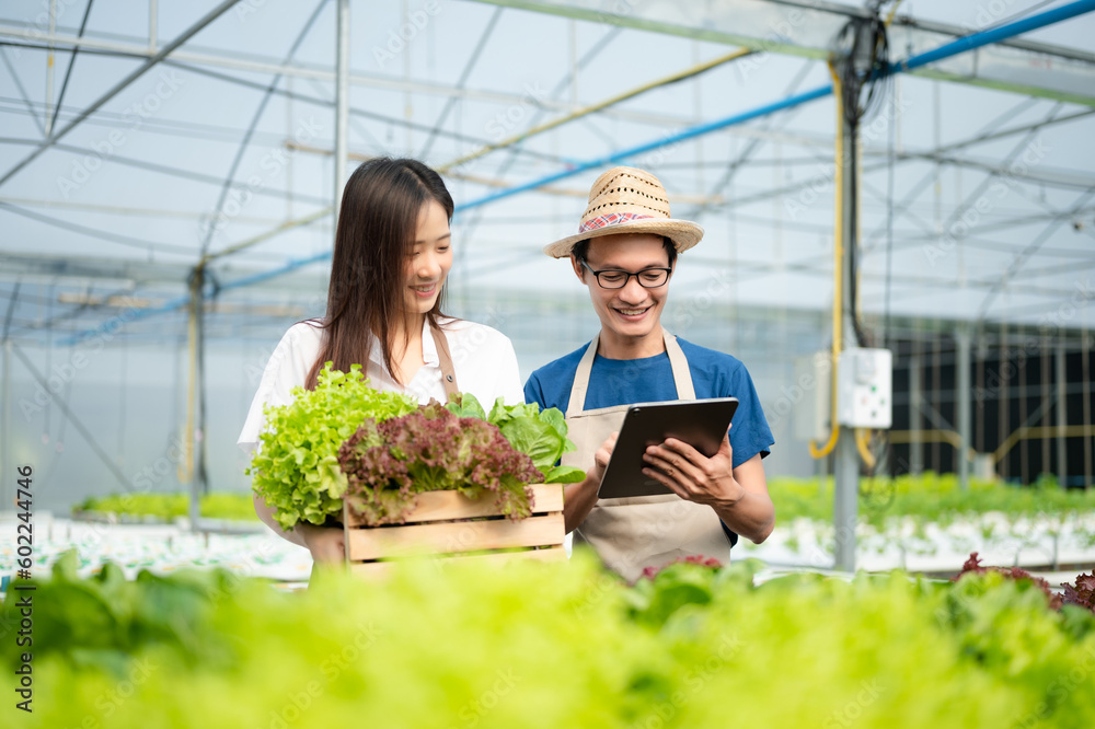 Man and woman working on lettuce plantation in farm using tablet and laptop in the greenhouse.. Man and woman working on lettuce plantation in farm using tablet and laptop in the greenhouse..