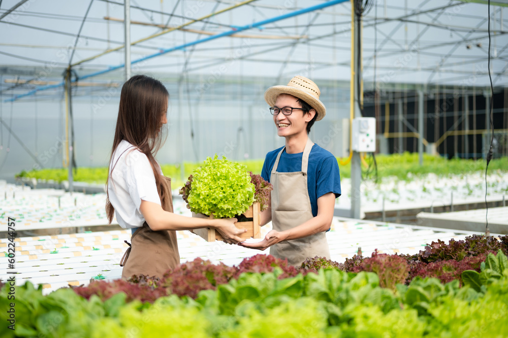 Man and woman working on lettuce plantation in farm using tablet and laptop  in the greenhouse..