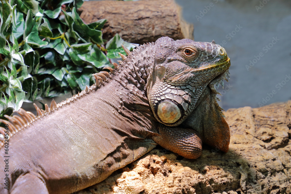 Grüner Leguan / Green iguana / Iguana iguana Grüner Leguan / Green iguana / Iguana iguana