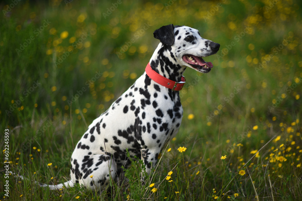 Dalmatian dog with red collar posing sitting surrounded by green nature, flowers and trees