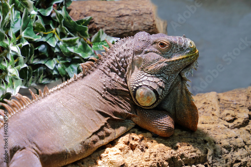 Gr  ner Leguan   Green iguana   Iguana iguana