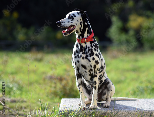 Dalmatian dog with red collar posing sitting surrounded by green nature  flowers and trees