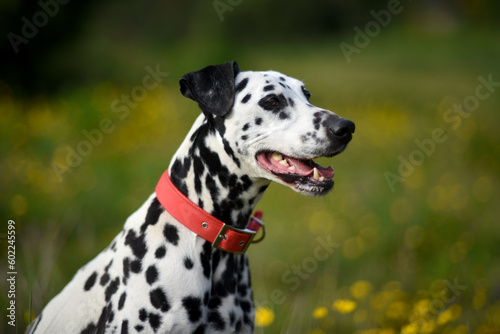 Dalmatian dog with red collar posing sitting surrounded by green nature  flowers and trees