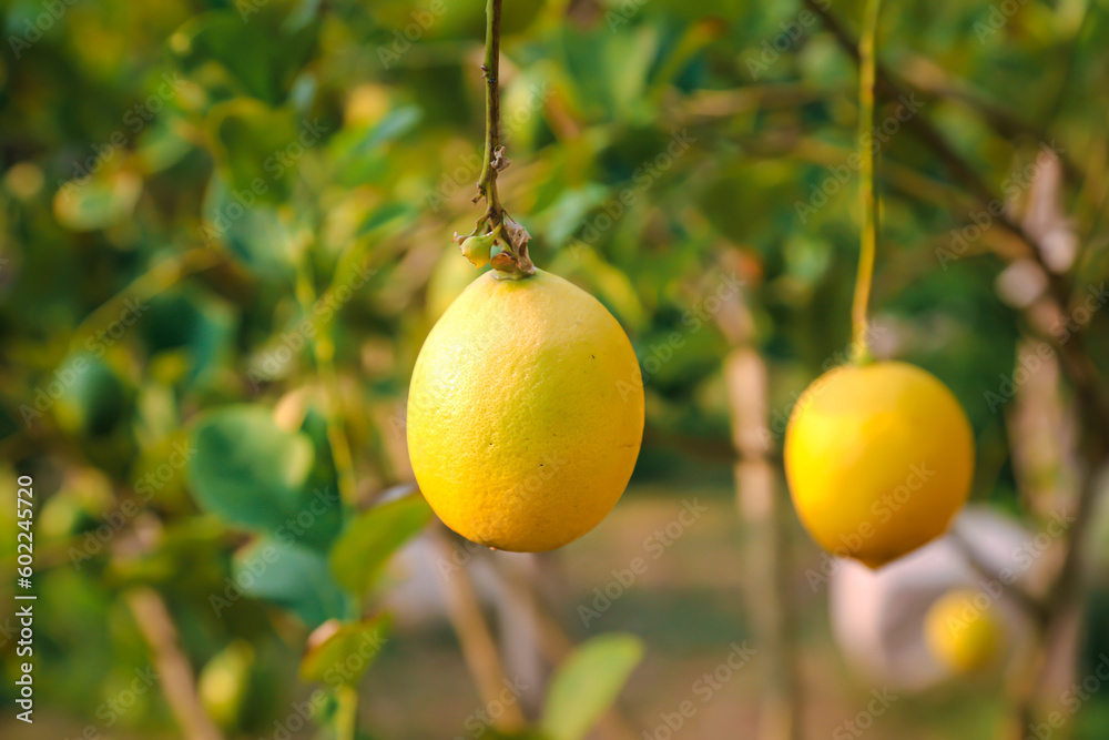 Yellow lemons on tree with leaves in garden