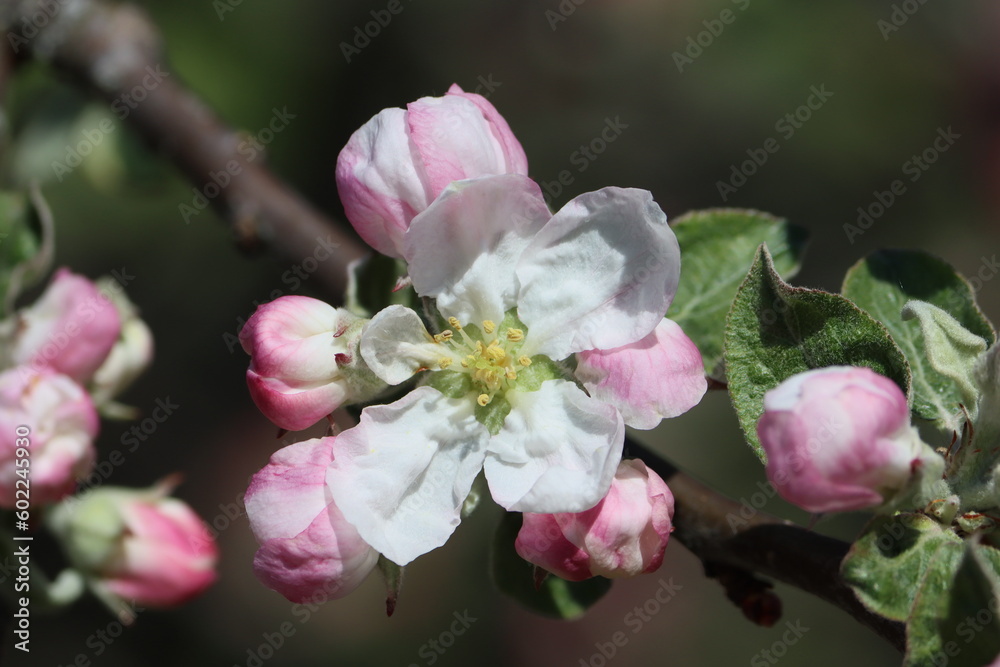 Sweden. Malus sylvestris, the European crab apple, is a species of the genus Malus, native to Europe. Its scientific name means Sweden. Malus sylvestris, the European crab apple, is a species of the genus Malus, native to Europe. Its scientific name means