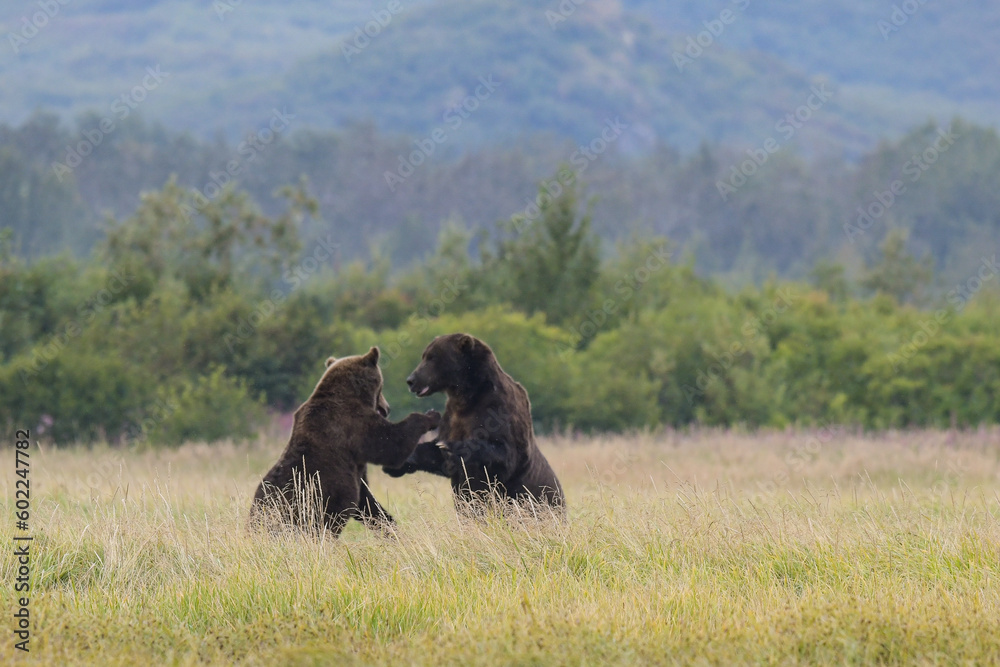 Rangelei und Kampf von zwei jungen Grizzlybären Rangelei und Kampf von zwei jungen Grizzlybären