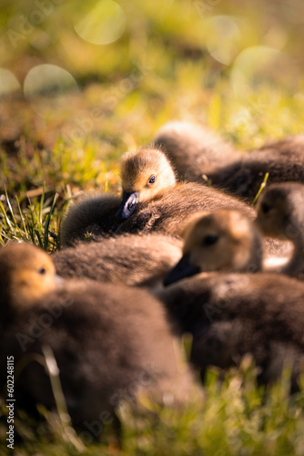Baby ducklings of canada goose sleep in grass in the warm light of sunrise in Germany, Europe