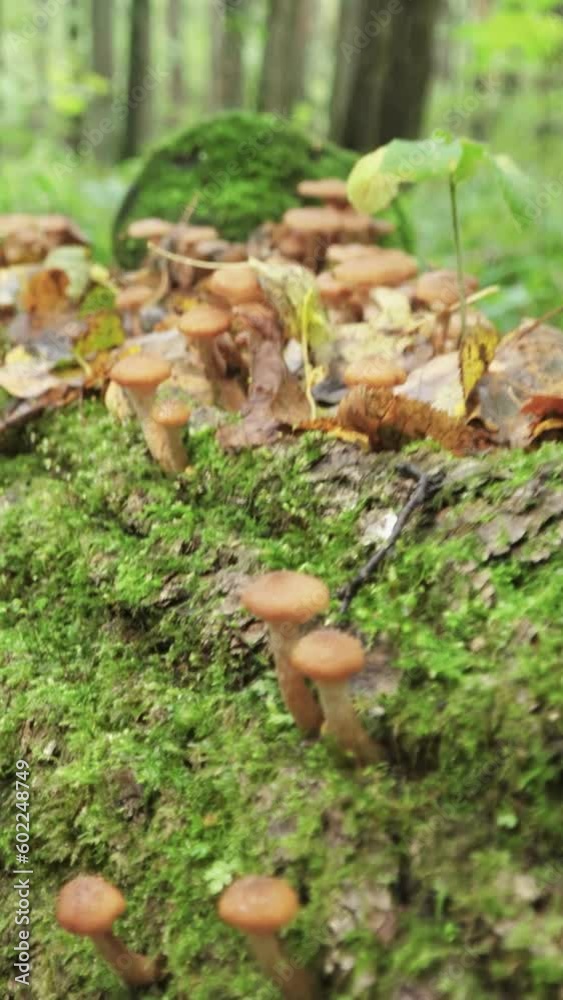 Honey mushrooms grow on a fallen tree. A huge number of mushrooms in the forest. Vertical video.