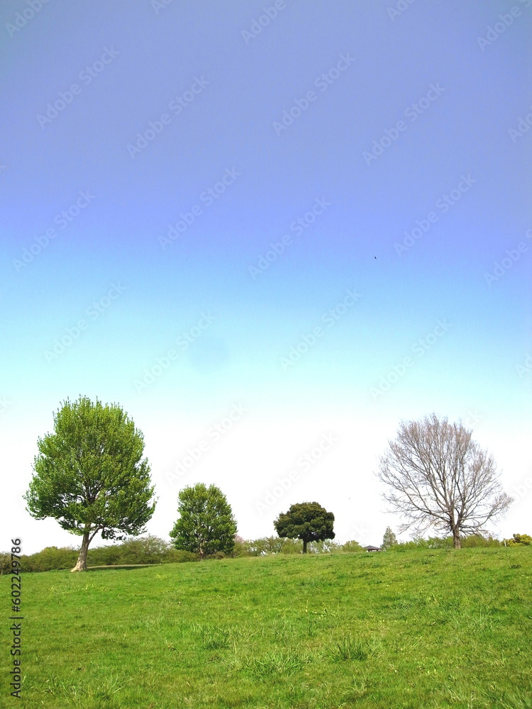 Obraz premium 春の草原と立ち木のあるみさと公園風景