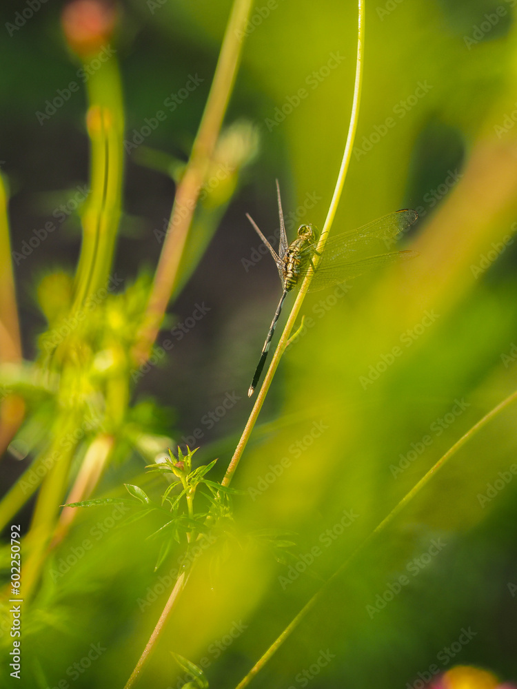 insects in my park in the morning insects in my park in the morning