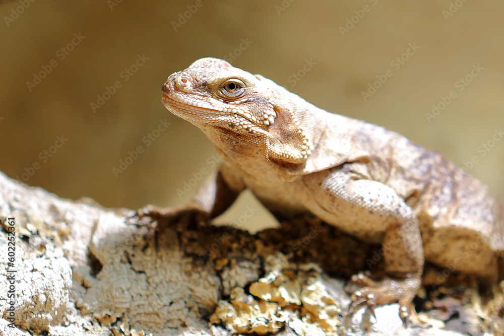 Obraz premium Chuckwalla / Common chuckwalla / Sauromalus ater