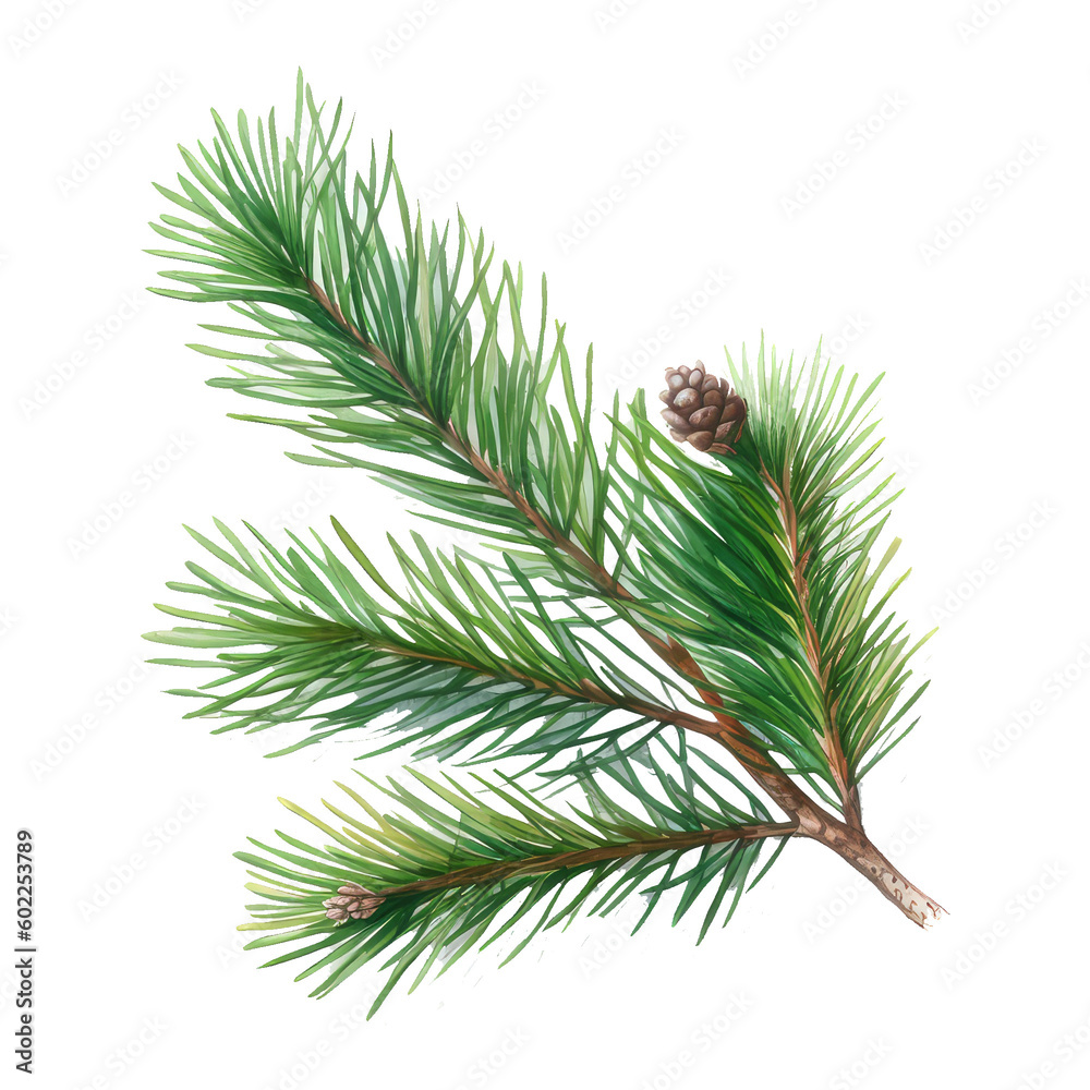 watercolor cone pine watercolor cone pine