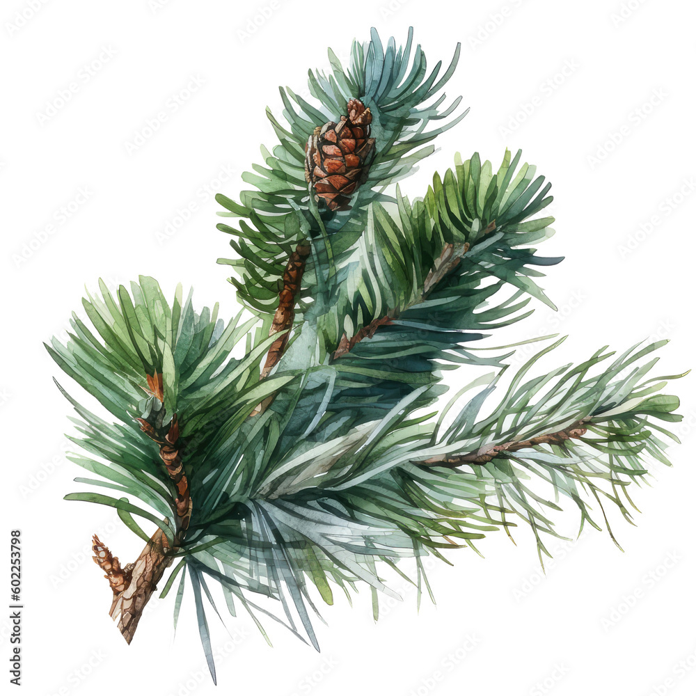 watercolor cone pine
