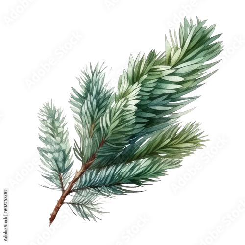 watercolor cone pine