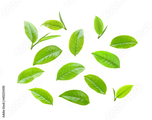 green tea leaf  on transparent png