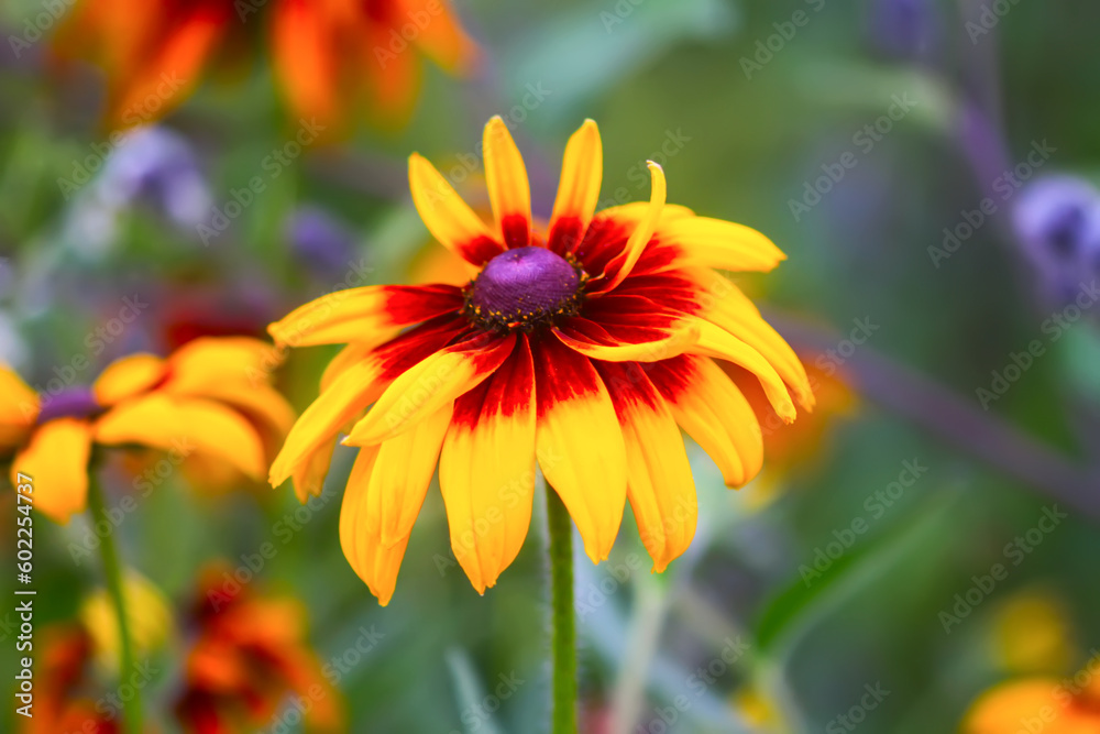 Rudbeckia plant, coneflowers, or black-eyed Susan. Rudbeckia plant, coneflowers, or black-eyed Susan.