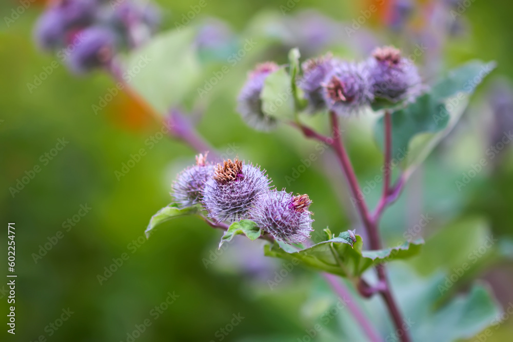 Greater burdock purple prickly flowers. Arctium lappa plant. Greater burdock purple prickly flowers. Arctium lappa plant.